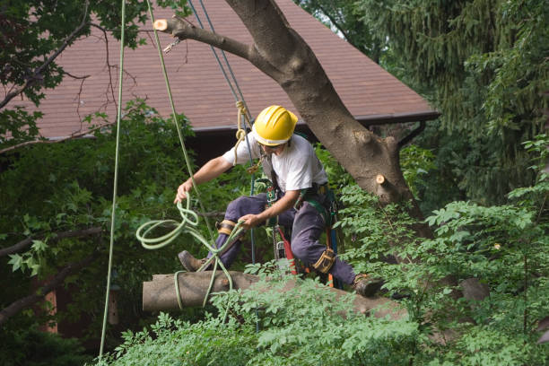 How Our Tree Care Process Works  in  Keasbey, NJ