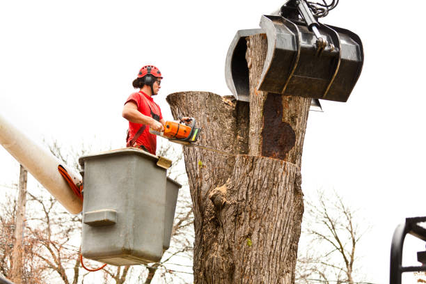 Best Palm Tree Trimming  in Keasbey, NJ